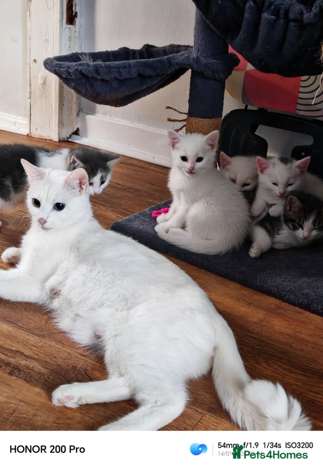 Khao Manee cats for sale: Beautiful kittens (ready to leave 9.02.2026) - Advert 2