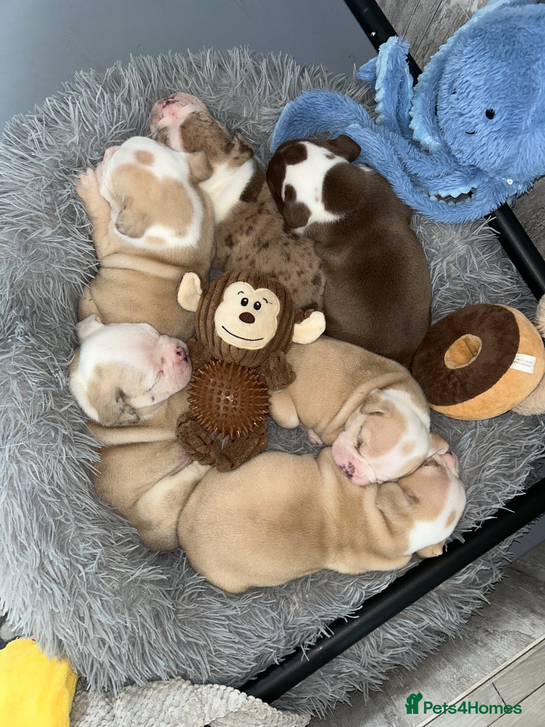 Olde English Bulldogge dogs for sale: Must See! Olde English Puppies  - Image 9