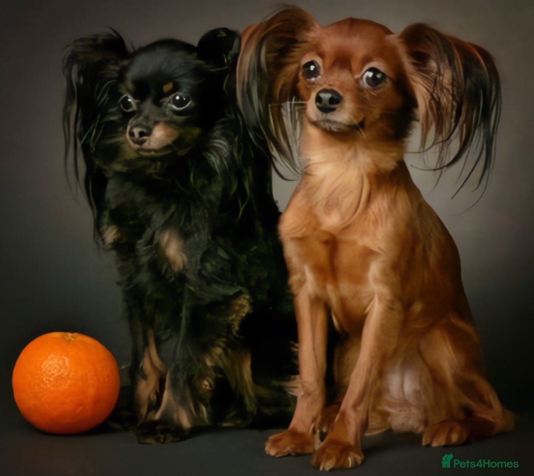 Russian Toy Terrier dogs for sale: Purebred Russian Toy long-haired - Image 24