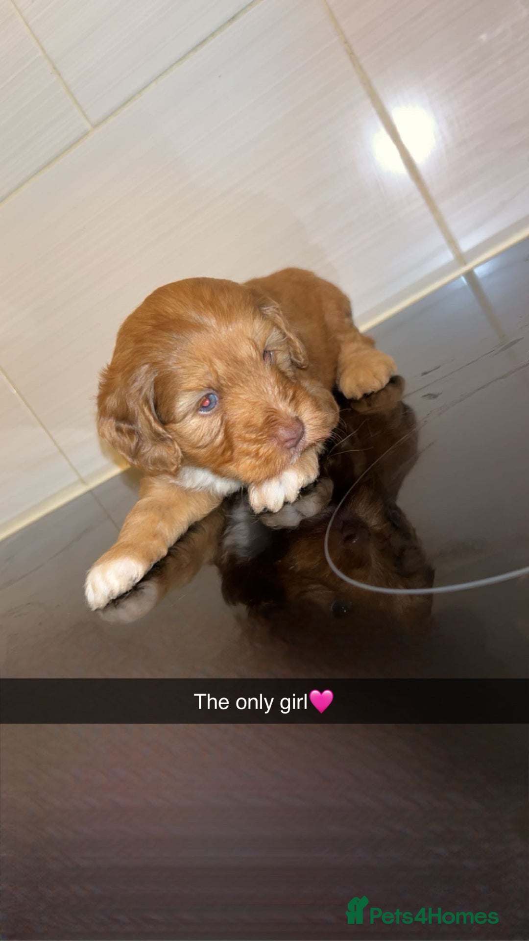 Cockapoo dogs for sale: Cockapoo puppies - Image 7