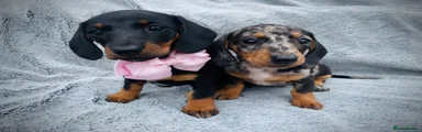 Dachshund 3