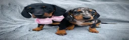 Dachshund dogs for sale: Dachshund puppies in Llanelli - Advert 10
