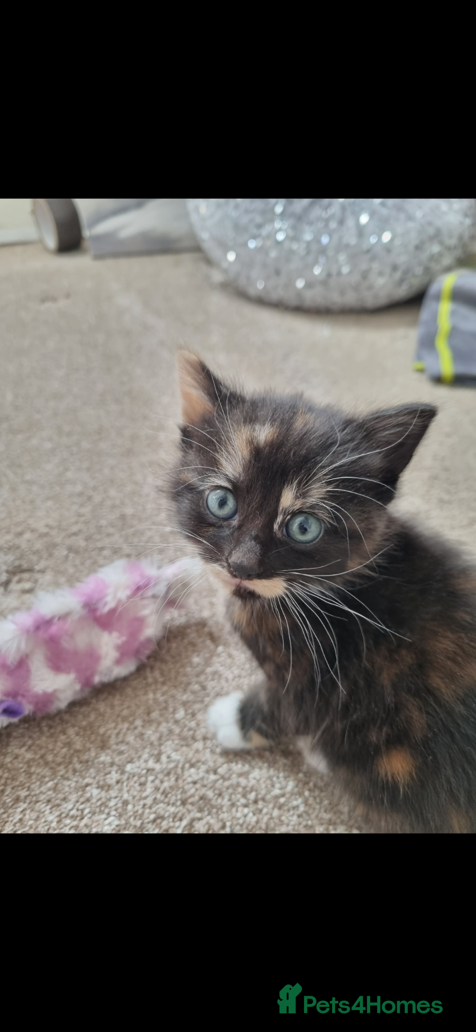 British Shorthair cats Kittens - Advert 17