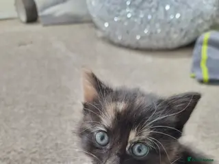 British Shorthair cats Kittens - Advert 17