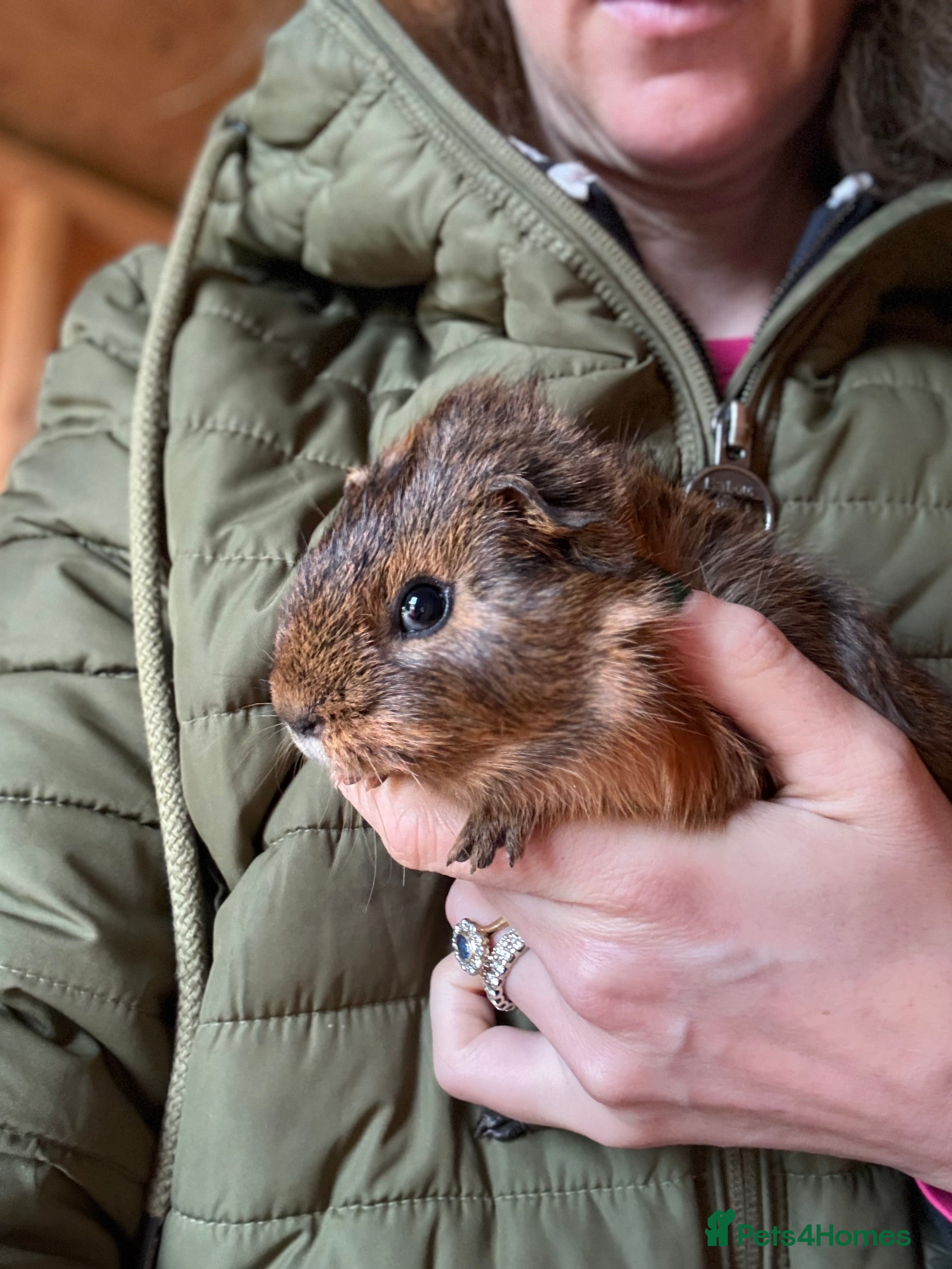 Guinea Pig rodents Baby Guinea Pigs - Advert 1