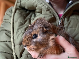 Guinea Pig rodents Baby Guinea Pigs - Advert 1