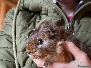 Guinea Pig rodents Baby Guinea Pigs - Advert 2