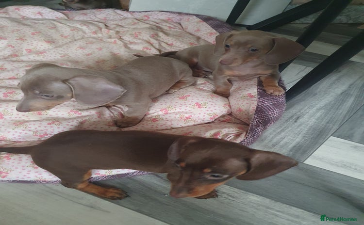 Miniature Dachshund dogs - Advert 5