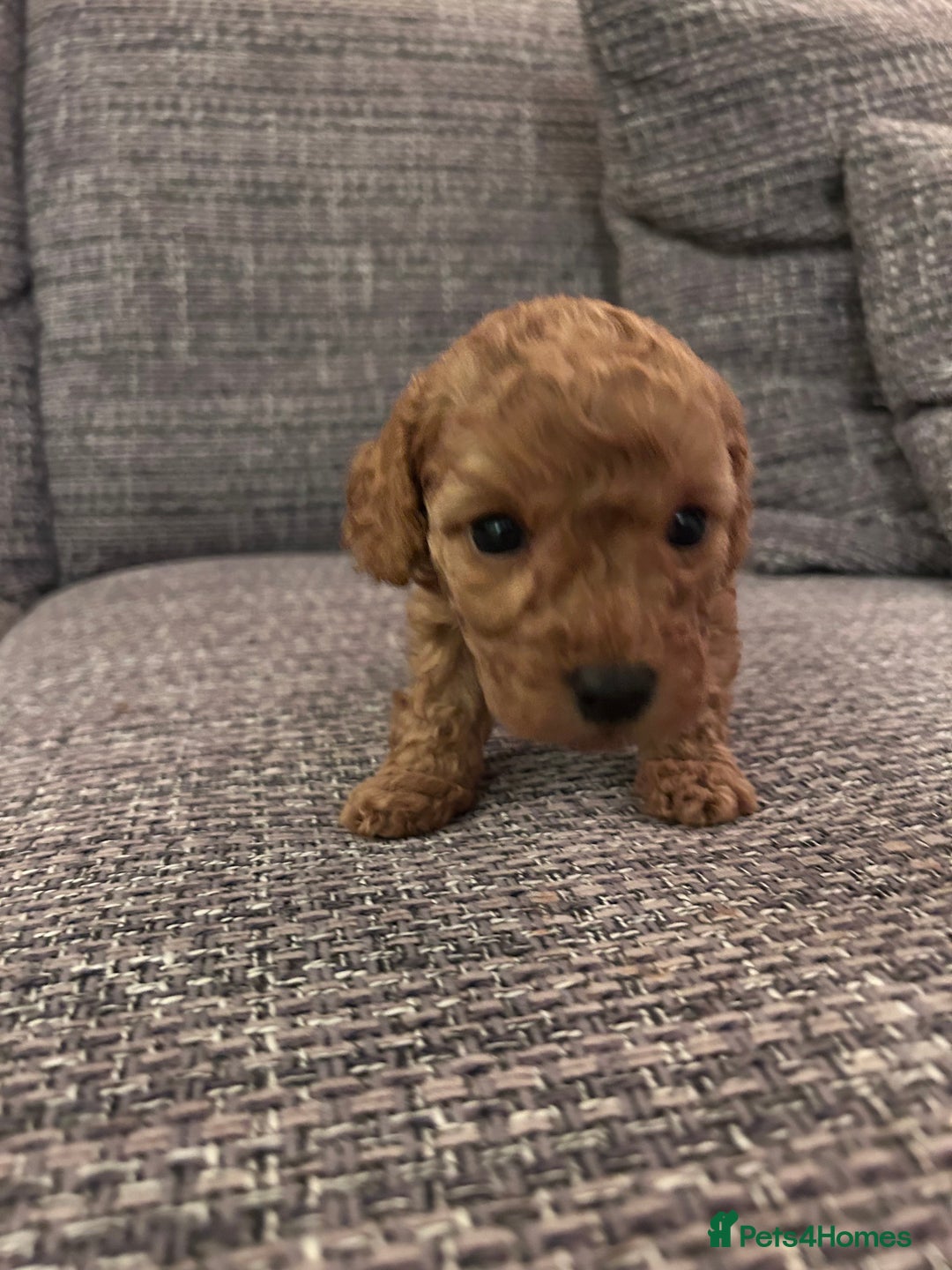 Miniature Poodle dogs for sale: Miniature poodles - Advert 5