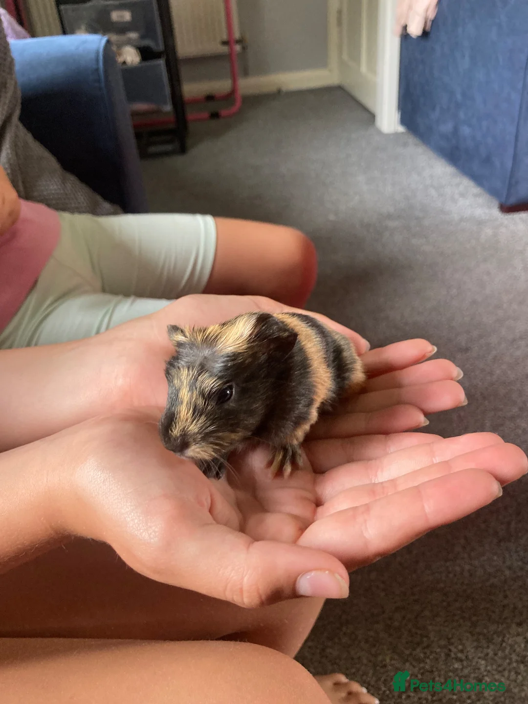 Guinea Pig rodents for sale: 4 girls 1 boy  in Carlisle - Advert 2
