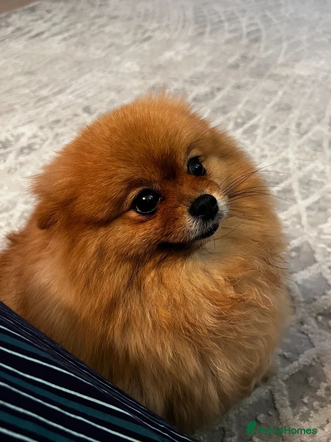 Pomeranian dogs for sale: Pomeranian Puppies looking for their new homes❤️ - Advert 9