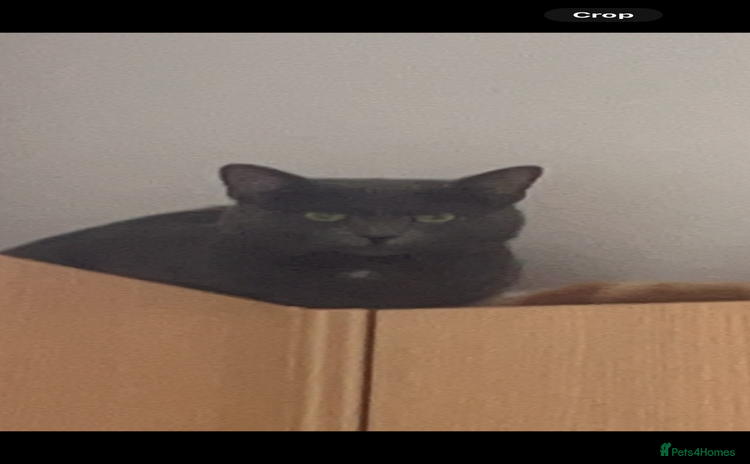 British Shorthair cats - Advert 12