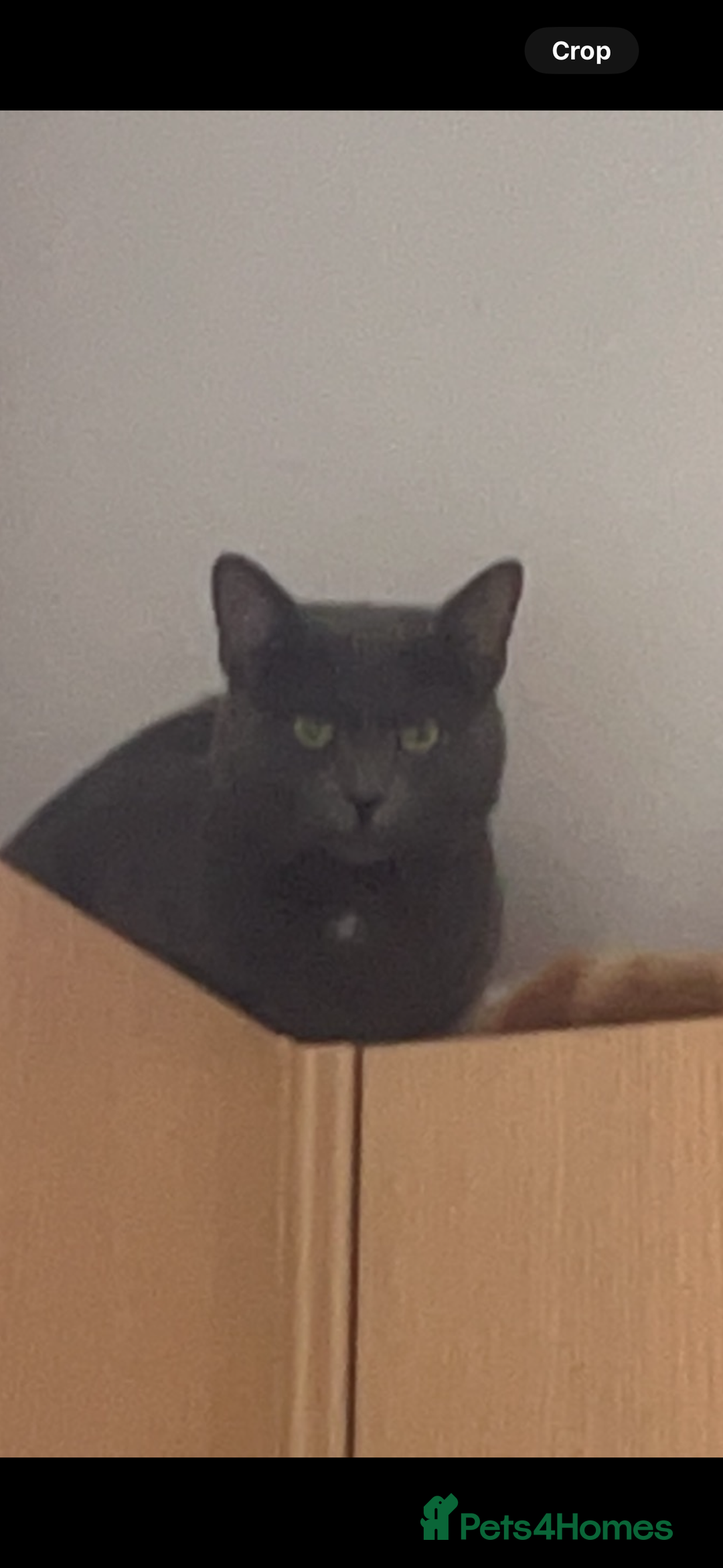 British Shorthair cats for sale: Loving gray cat looking for new home  - Image 1