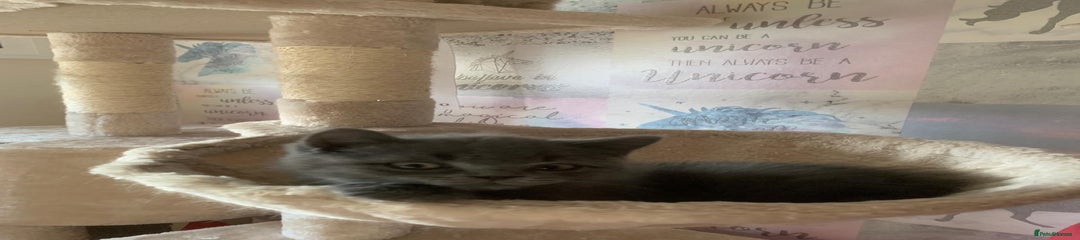 British Shorthair Kitten 3