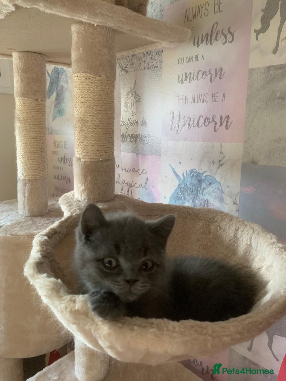 British Shorthair cats for sale: British Shorthair Kittens for Sale - Advert 8