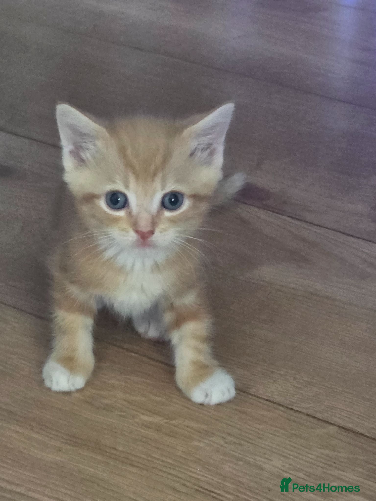 Mixed Breed cats 5 kittens  for sale  ready new home 29.07.26 - Advert 1