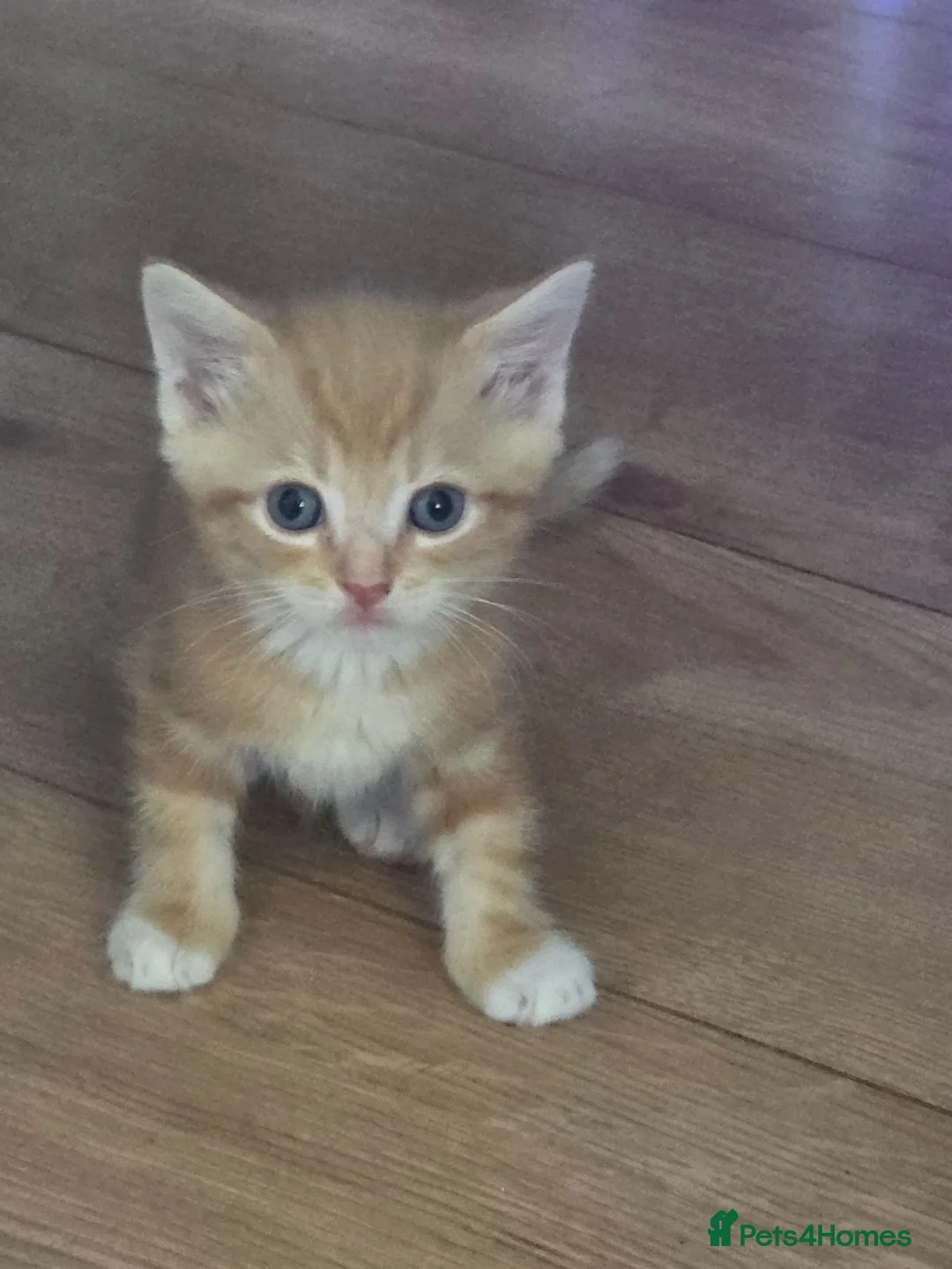 Mixed Breed cats for sale: 5 kittens  for sale  ready new home 29.07.26 - Advert 1