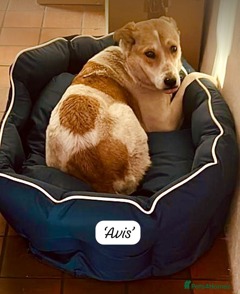 Mixed Breed dogs Avis- 20 months - Available Devon area 🇬🇧🇬🇧 - Advert 2