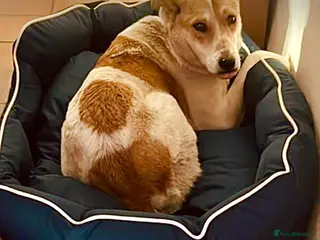 Mixed Breed dogs Avis- 20 months - Available Devon area ๐ฌ๐ง๐ฌ๐ง - Advert 2