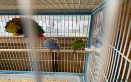 Budgerigars birds for sale: Pair of Budgies - Image 1