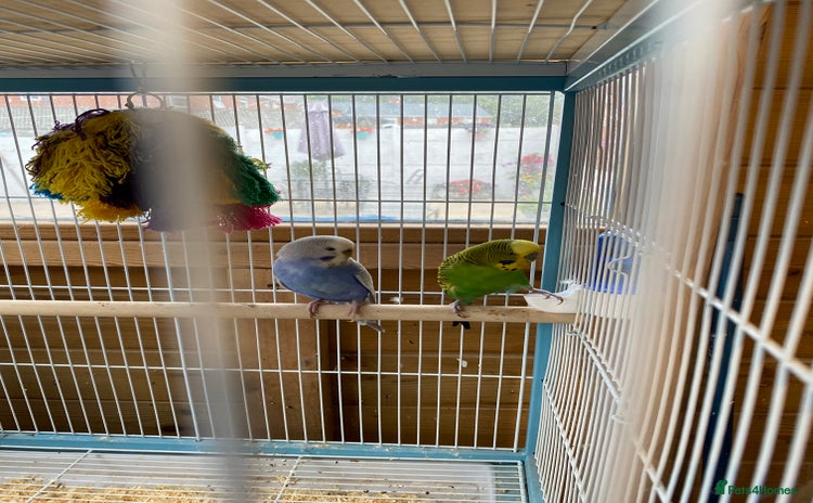 Budgerigars birds - Advert 6