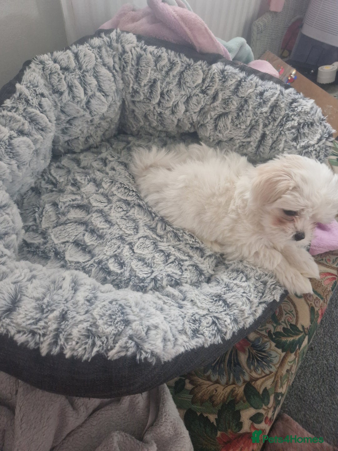 Maltese dogs for sale: Gorgeous baby maltese puppies 🐶 ❤️  - Advert 5