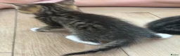 Mixed Breed cats for sale: 1 Tabby/stripy boy left! in West Molesey - Advert 5