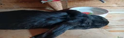British Giant rabbits for sale: Black 3 month female giant french lop - Advert 4