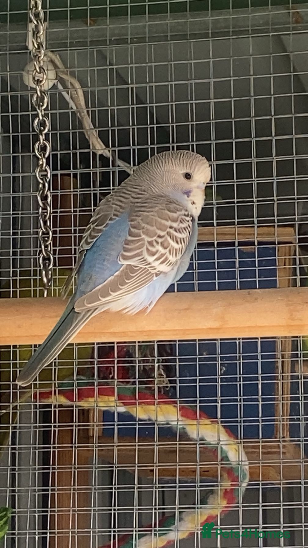 Budgerigars birds Baby budgies for sale - Advert 2