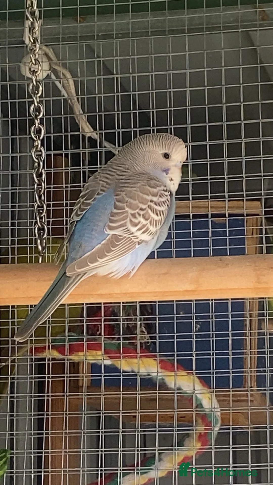 Budgerigars birds for sale: Baby budgies for sale - Advert 1