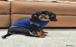 Cavalier King Charles Spaniel dogs for sale: KC Reg Female Cavalier  - Advert 1
