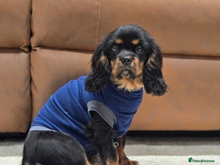 Cavalier King Charles Spaniel dogs KC Reg Female Cavalier - Advert 1