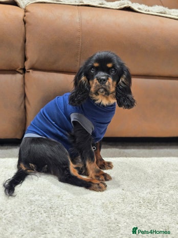 Cavalier King Charles Spaniel dogs KC Reg Female Cavalier - Advert 1