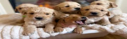 Golden Retriever dogs for sale: Golden retriever puppies  - Advert 11