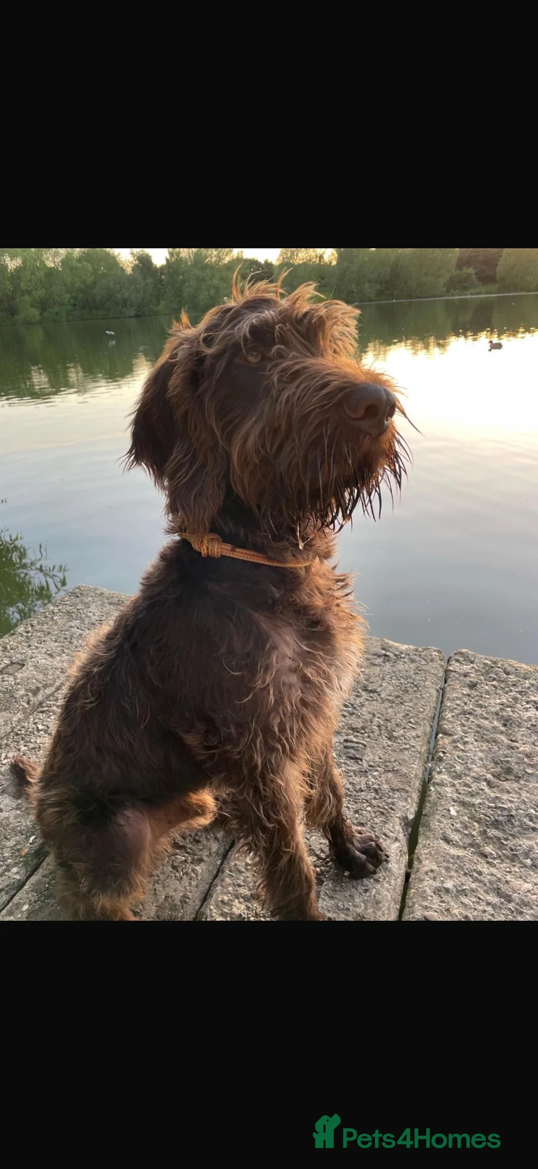 Mixed Breed dogs for stud: STUD Wire Haired Griffon/Vizla - Advert 9