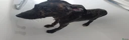 Lurcher dogs for sale: Last Outstanding male Lurcher Puppy - Advert 36