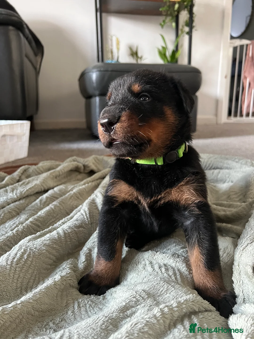 Mixed Breed dogs for sale: Adorable Doberman & Beauceron puppies for sale - Advert 17