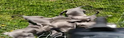 Whippet dogs for sale: Whippets - Advert 4