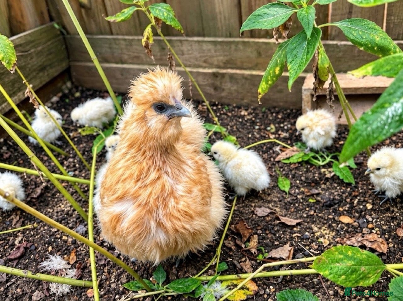 Chickens poultry 🐥💕 Beautiful Silkies, Mum & 8 Chicks for Sale - Advert 2