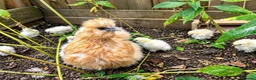 Chickens poultry for sale: 🐥💕 Beautiful Silkies, Mum & 8 Chicks for Sale in Twickenham - Advert 2
