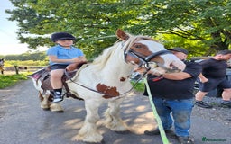 Tinker horses for sale: Smarty Marty 3 year old coloured gelding   - Image 1