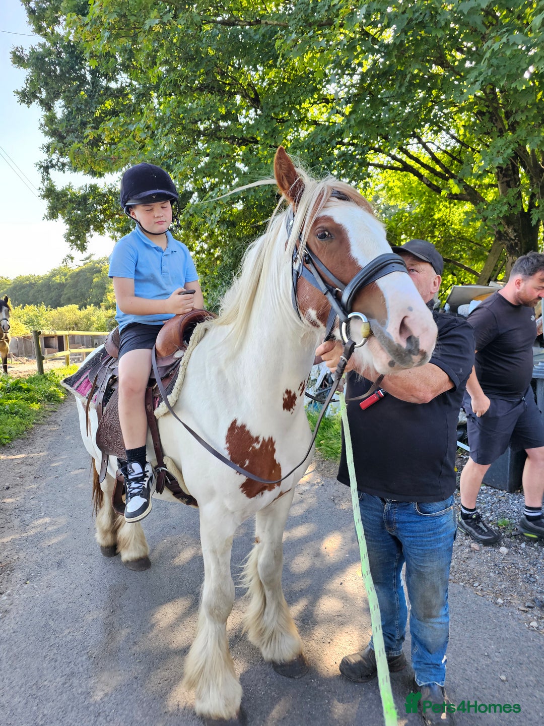 Tinker horses for sale: Smarty Marty 3 year old coloured gelding   - Image 1