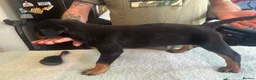 Rottweiler dogs for sale: 2 Beautiful and Playful Rottweiler puppies  - Advert 21