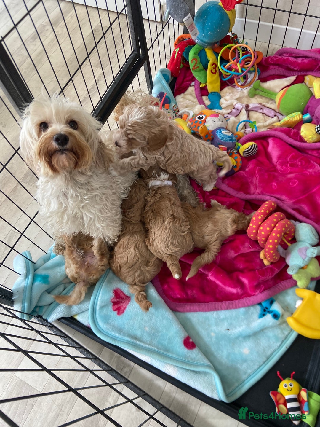 Maltipoo dogs for sale: Beautiful, health tested maltipoos  - Image 12