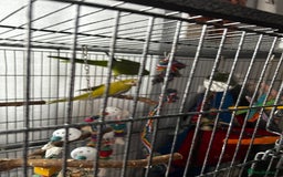 Parakeets birds for sale: Quaker  - Image 4