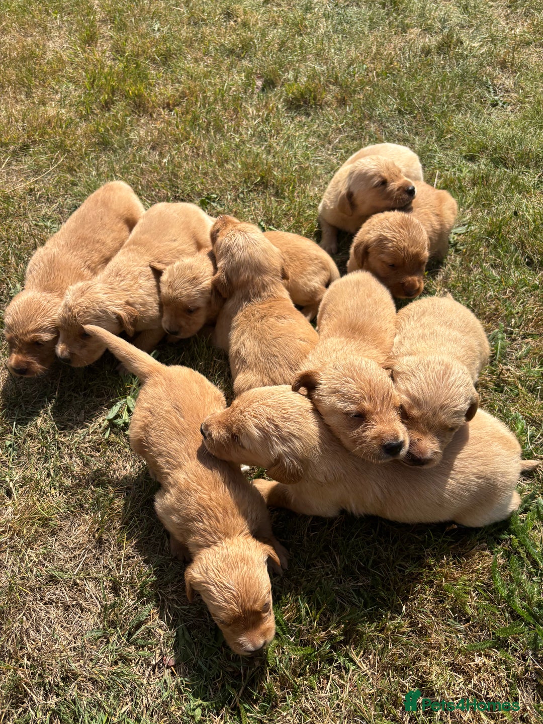 Goldador dogs for sale: Fox red goldador puppies ❤️ - Image 7