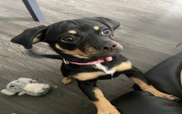 Mixed Breed dogs for sale: Dachshund cross pug. 5 months old. Female  - Image 3