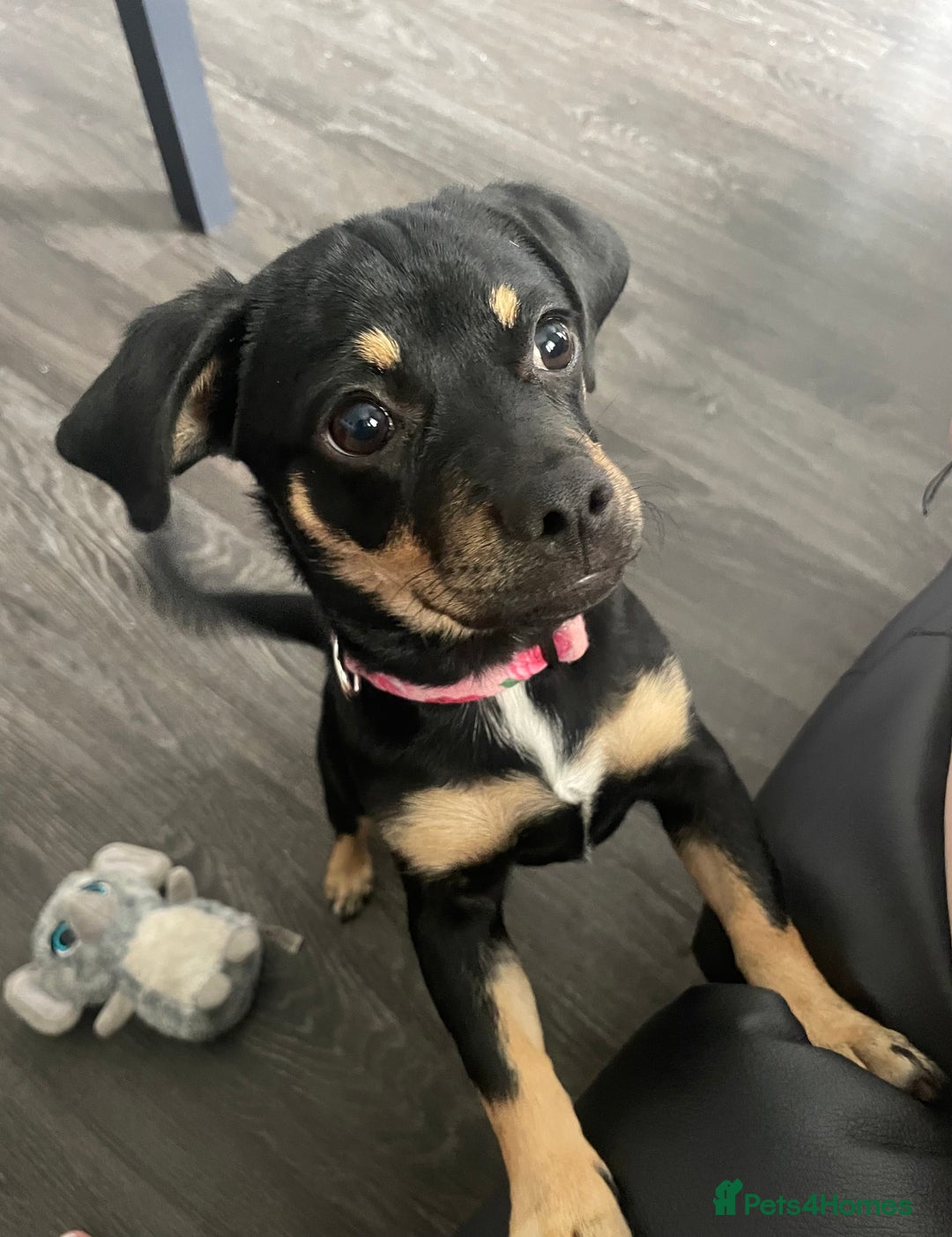 Mixed Breed dogs for sale: Dachshund cross pug. 5 months old. Female  - Image 3