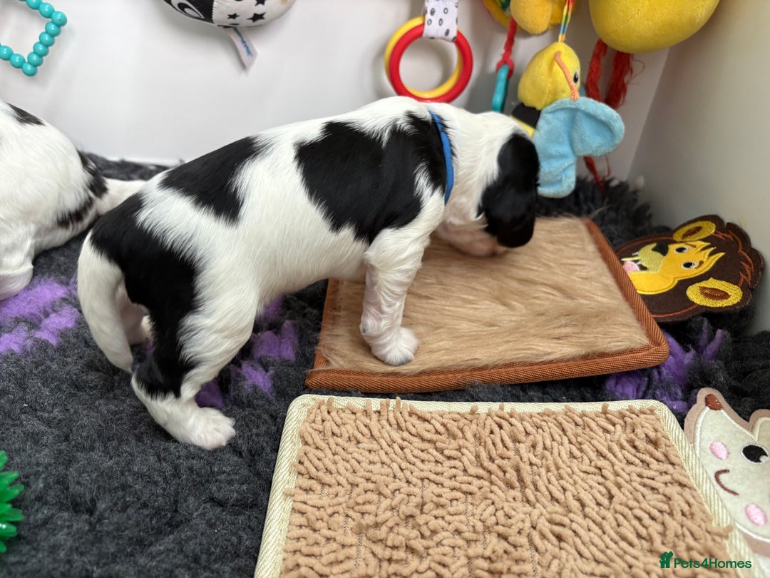 Cocker Spaniel dogs for sale: KC Reg; Home Raised; Low COI; DNA CLEAR; Show Type - Image 30
