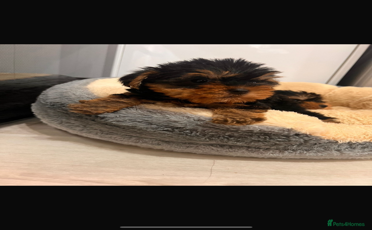Yorkshire Terrier dogs - Advert 1